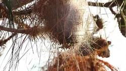 Thaumetopoea pityocampa nest Stock Footage