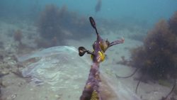 PlasticSeas: Exploring Solutions to the Global Plastic Pollution Crisis Instructional Video