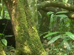 Medium pan-left pan-right tracking-left - A chimpanzee follows another chimpanzee running through the forest / Uganda Stock Footage