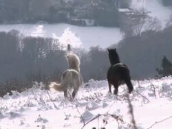 White and black ponies running through snow, Dartmoor, Devon, England Stock Footage