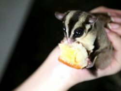 Feeding Sugar Glider Stock Footage