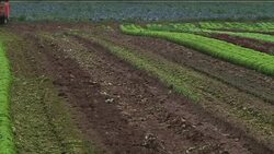 Farmer destroys crop he is unable to sell due to E. coli outbreak News Clip