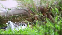 Stream water Stock Footage