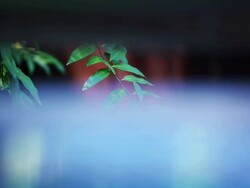 Nature background. Selective focus Stock Footage