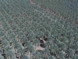 Aerial Date Palms Northern Judea Desert, Almog, Israel Stock Footage