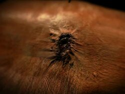 Extreme Close Up push-in - A bot fly lays eggs in a wound in a computer-generated animation. Stock Footage