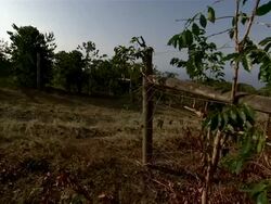 Slow pan of coffee bean trees on trellises. Stock Footage