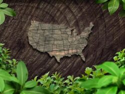 Green jungle USA Stock Footage