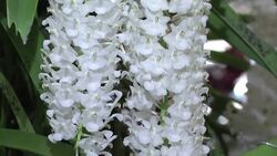 Hundreds of orchids compete for flower award News Clip