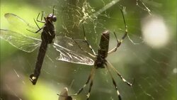 A spider clings to its web where it keeps a dragonfly captive. Stock Footage