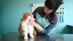Beautiful red cat in a veterinary clinic Stock Footage