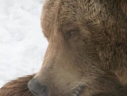 CU SLO MO Grizzly bears lying down on snow / Livingstone, Montana, United States Stock Footage
