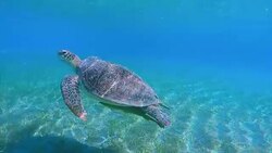 Green Sea Turtle swimming in Red Sea / Egypt Stock Footage