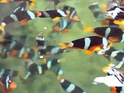 Clownfiish Stock Footage