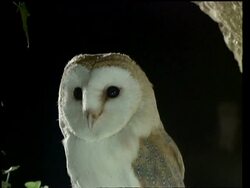 MCU Barn owl's head, turning, black background Stock Footage