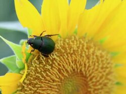 HD: Closeup of flower chafer beetles eating sunflower (video) Stock Footage