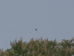 Hawk in the sky 2 - HD 1080/60i Stock Footage