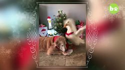 Best Friends Dog And Duck Celebrate Christmas | CUTE AS FLUFF Instructional Video