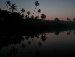 T/L palm trees silhouetted at dawn, sunrise Stock Footage