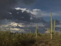 T/L with Saguro cactus (Carnegiea gigantea), and scrub at dusk. Sonoran Desert, Arizona, USA. Stock Footage
