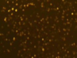 HD SLOW MOTION: Backlit Snowing Stock Footage