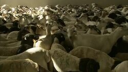 Sheep wait for slaughter. Stock Footage