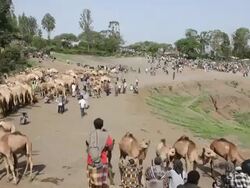 Ethiopian camel market general view Stock Footage