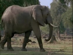 Elephant (Loxodonta africana) walks left to right through frame, herd of Buffalo moving left to right in background, Mana Pools, Zimbabwe Stock Footage