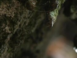 WATER DROP LEECHES FROM VEGETATION Stock Footage