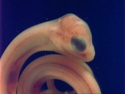 MCU 2 week old Grass snake embryo, UK Stock Footage