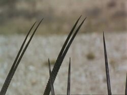 CU Arabian Oryx, Oryx leucoryx, heads of herd in shade, looking to camera, Jiddat al Harasis desert, Oman Stock Footage