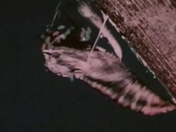 Time lapse footage of caterpillar turning into butterfly Stock Footage