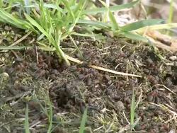 MS View of ants at anthill / Serrig, Rhineland-Palatinate, Germany Stock Footage