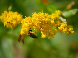 Wasp_On_Yellow_Flower_HD Stock Footage