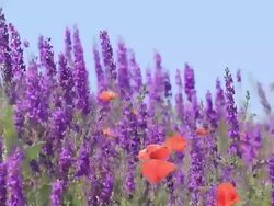 lavender Stock Footage