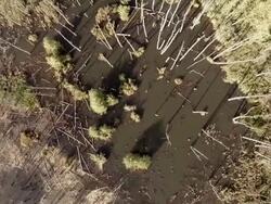 Broken trees aerial shot Stock Footage