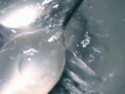 Dish Water Stock Footage