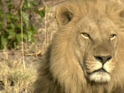 CU Lion resting and observing surroundings / Okavango Delta, North West District, Botswana Stock Footage