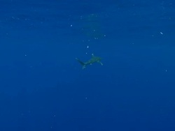 MS TS Oceanic whitetip shark / Hawaii, United States Stock Footage