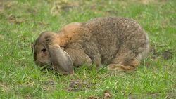 Adorable rabbit isolated on a green background Stock Footage