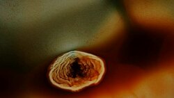 Onion Layer Dance Stock Footage