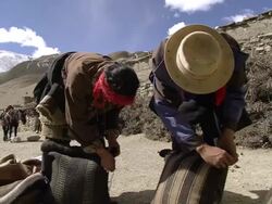 CU Preparing tibetan salt for packing / Saldang village, High Himalayas, Upper Dolpo near Tibetan border, Nepal  Stock Footage