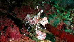 Harlequin shrimp is hunting a sea star Stock Footage