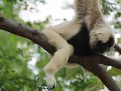 Gibbon in a tree. Stock Footage