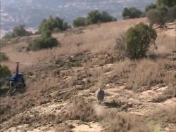 A helicopter flies over a rhinoceros on a game reserve in Kruger National Park. Stock Footage