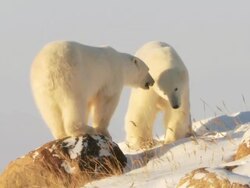 MS PAN Two polar bears playing in snow / Churchill, Manitoba, Canada Stock Footage