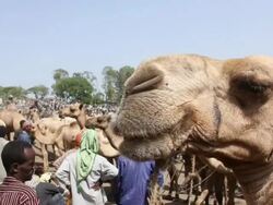 Camel at camel fair Stock Footage