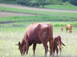 HD: Cows at meadow Stock Footage