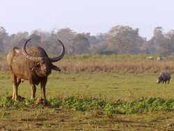 "WS Shot Male water buffalo standing chewing on grassland with rhino in distance / Assam, Golaghat, India" Stock Footage
