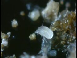 Dust Mites (Dermatophagoides farani) - walk amongst dust Stock Footage